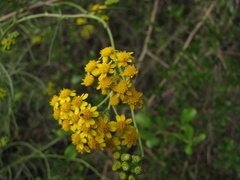 Senecio burchellii