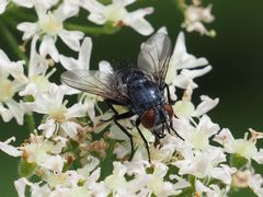 Epicampocera succincta