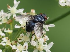 Epicampocera succincta