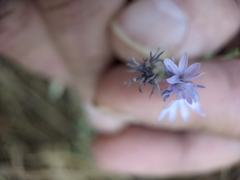 Lessingia leptoclada