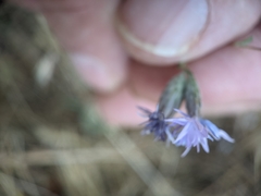 Lessingia leptoclada