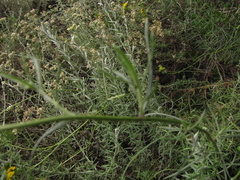 Senecio burchellii
