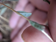 Lessingia leptoclada