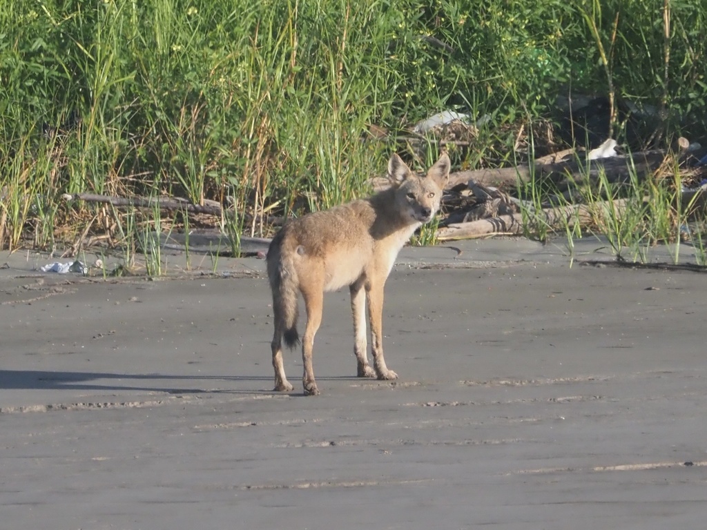 Coyote from 77571, La Porte, TX, US on August 24, 2021 at 08:17 AM by ...