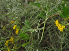 Senecio burchellii