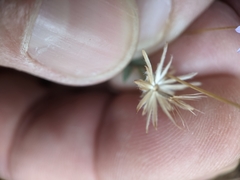 Lessingia leptoclada