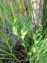 Nanobubon strictum