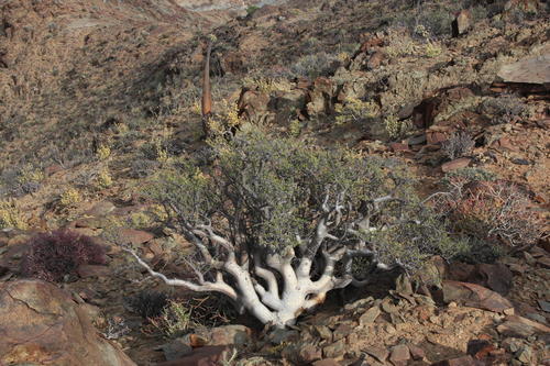 Commiphora capensis