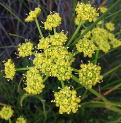 Nanobubon strictum