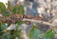 Disholandricus chrysolepidis