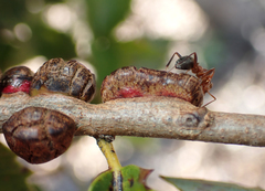 Disholandricus chrysolepidis