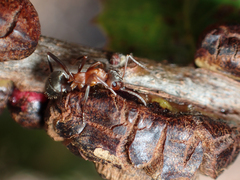 Disholandricus chrysolepidis