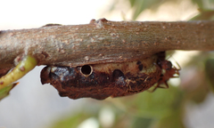 Disholandricus chrysolepidis