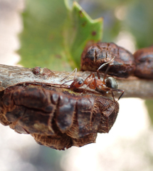 Disholandricus chrysolepidis