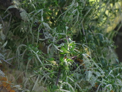 Galium tomentosum