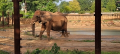 Elephantidae