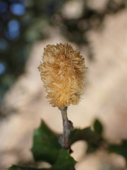 Heteroecus melanoderma