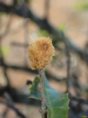 Heteroecus melanoderma