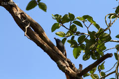 Terpsiphone viridis granti