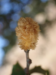 Heteroecus melanoderma