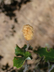Heteroecus melanoderma