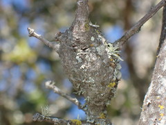 Protobalandricus spectabilis