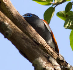 Terpsiphone viridis granti