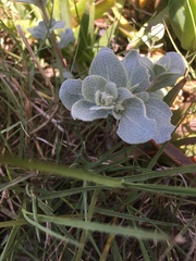 Atriplex leucophylla