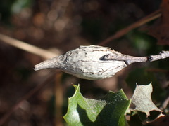 Heteroecus pacificus