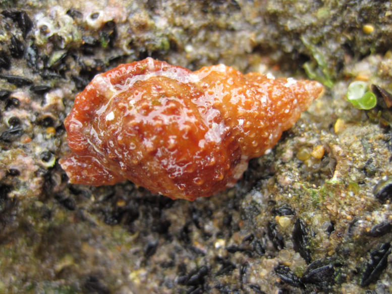 Granular Frog Shell