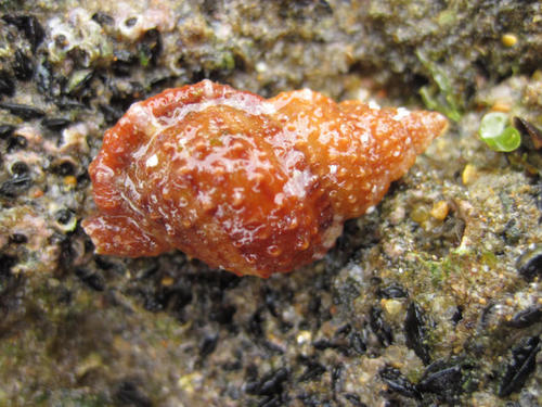 Dulcerana granularis