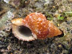 Dulcerana granularis