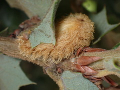 Heteroecus melanoderma