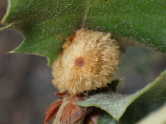 Heteroecus melanoderma