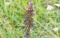 Gentianella germanica