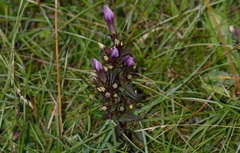 Gentianella germanica