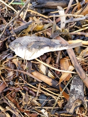 Tetractenos hamiltoni