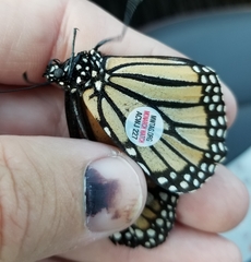 Danaus plexippus