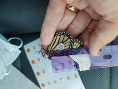Danaus plexippus