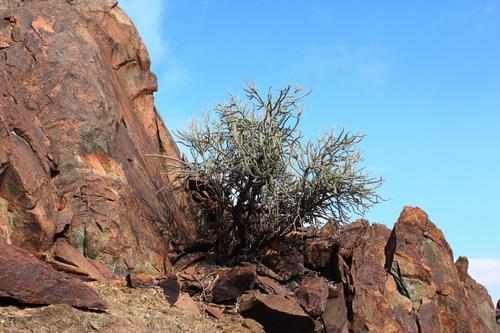 Portulacaria namaquensis (Portulacaria namaquensis)