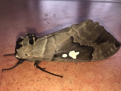 Lophostethus dumolinii