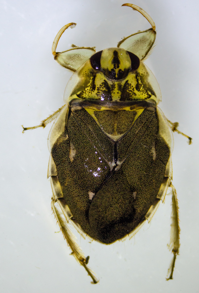 Ambrysus mormon