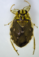 Ambrysus mormon