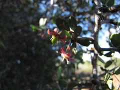 Gloveria integrifolia