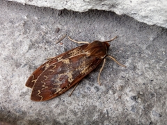 Amastus mirificus