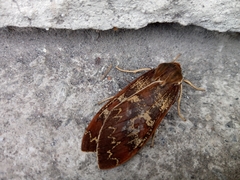Amastus mirificus