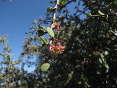 Gloveria integrifolia