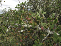 Gloveria integrifolia