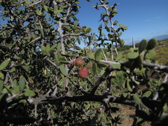 Gloveria integrifolia