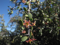 Gloveria integrifolia